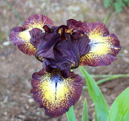 Photo of Standard Dwarf Bearded Iris (Iris 'Buttonwood') uploaded by Misawa77