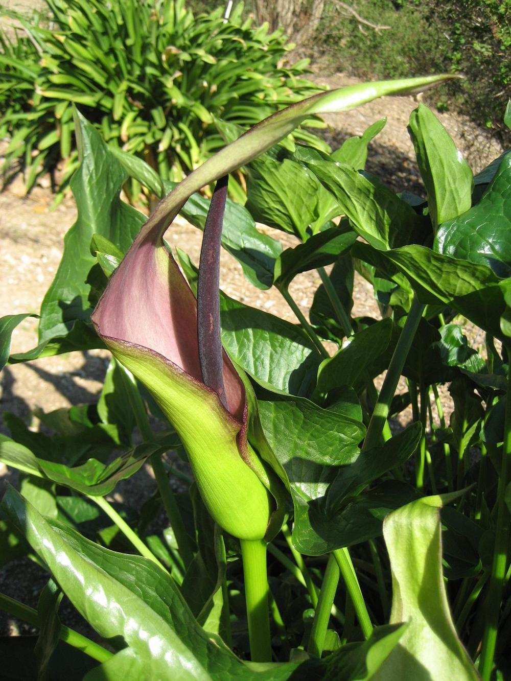 Photo of Arums (Arum) uploaded by admin