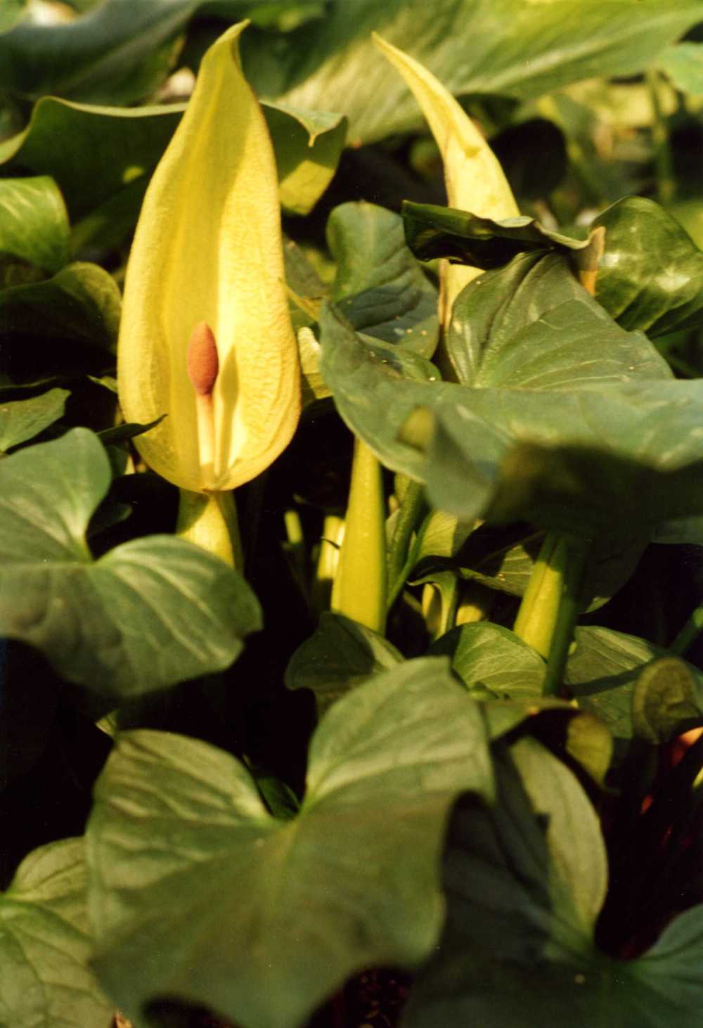 Photo of Arum cylindraceum uploaded by admin