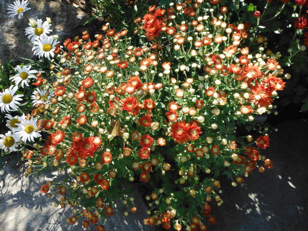 Photo of Chrysanthemum 'Pancho' uploaded by jvdubb