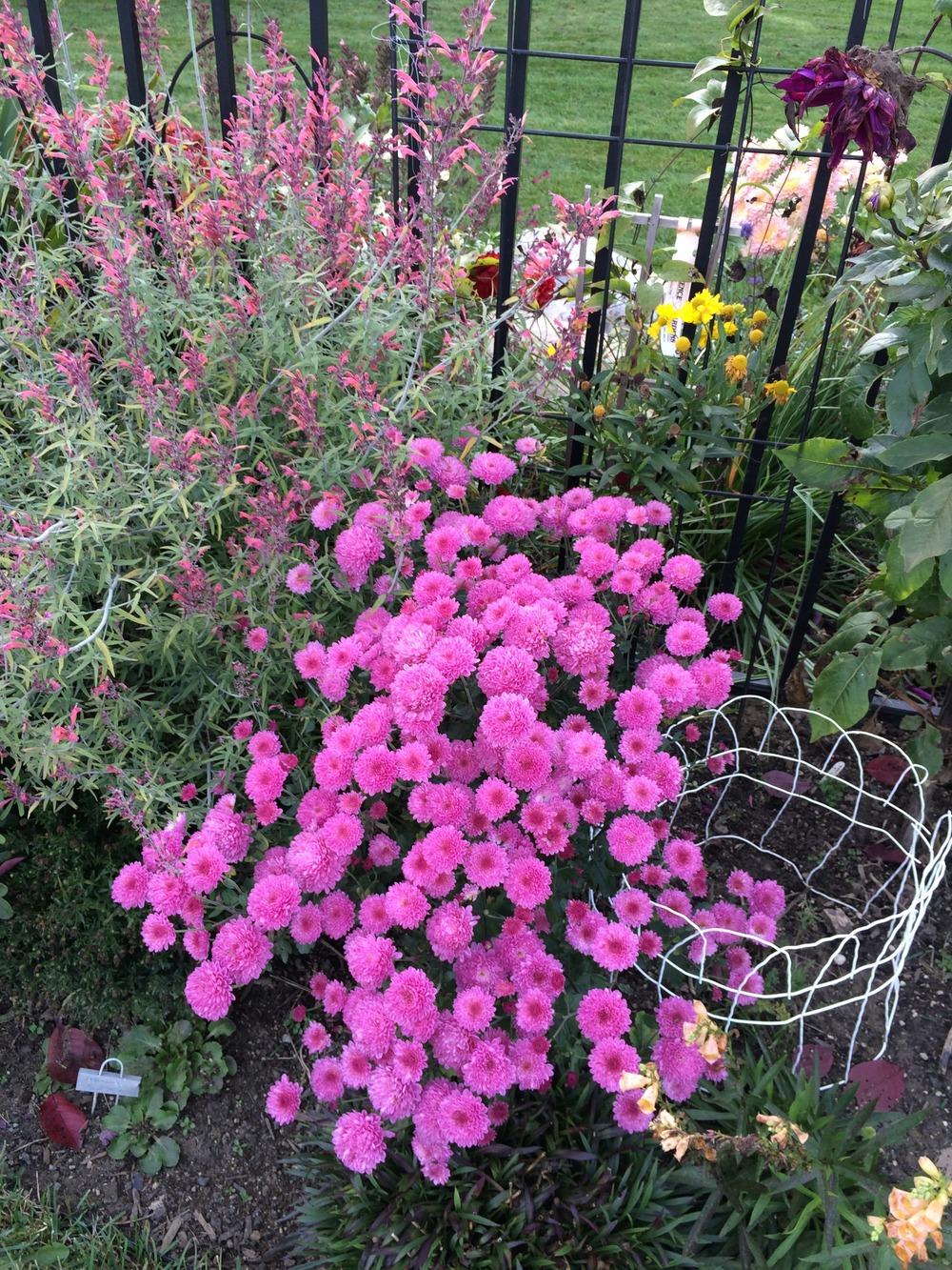 Photo of Garden Mum (Chrysanthemum 'Wildberry') uploaded by jvdubb