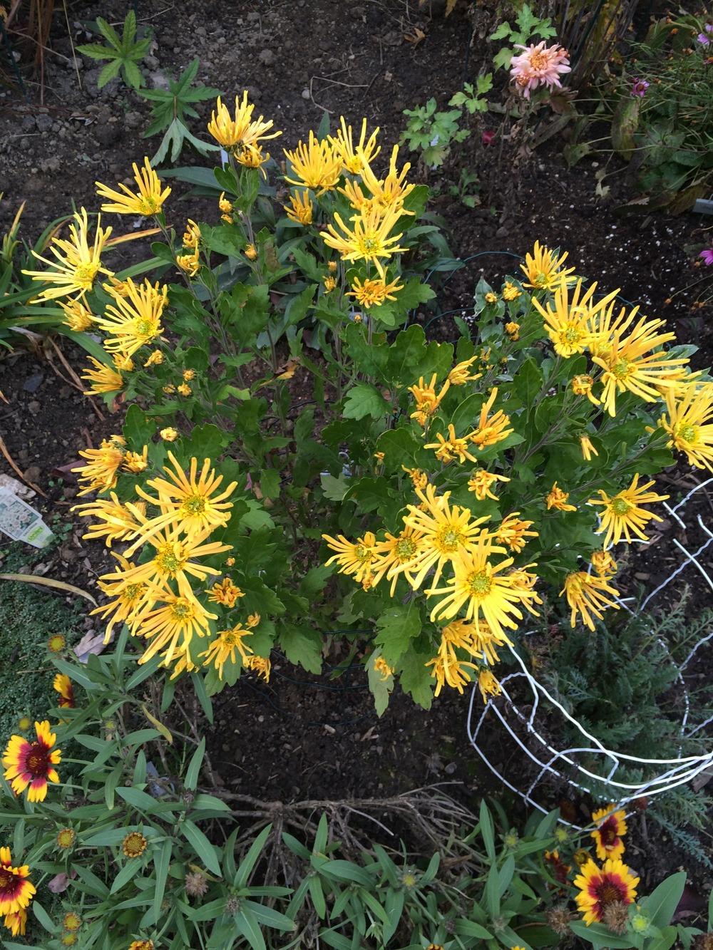 Photo of Chrysanthemum 'Golden Star' uploaded by jvdubb