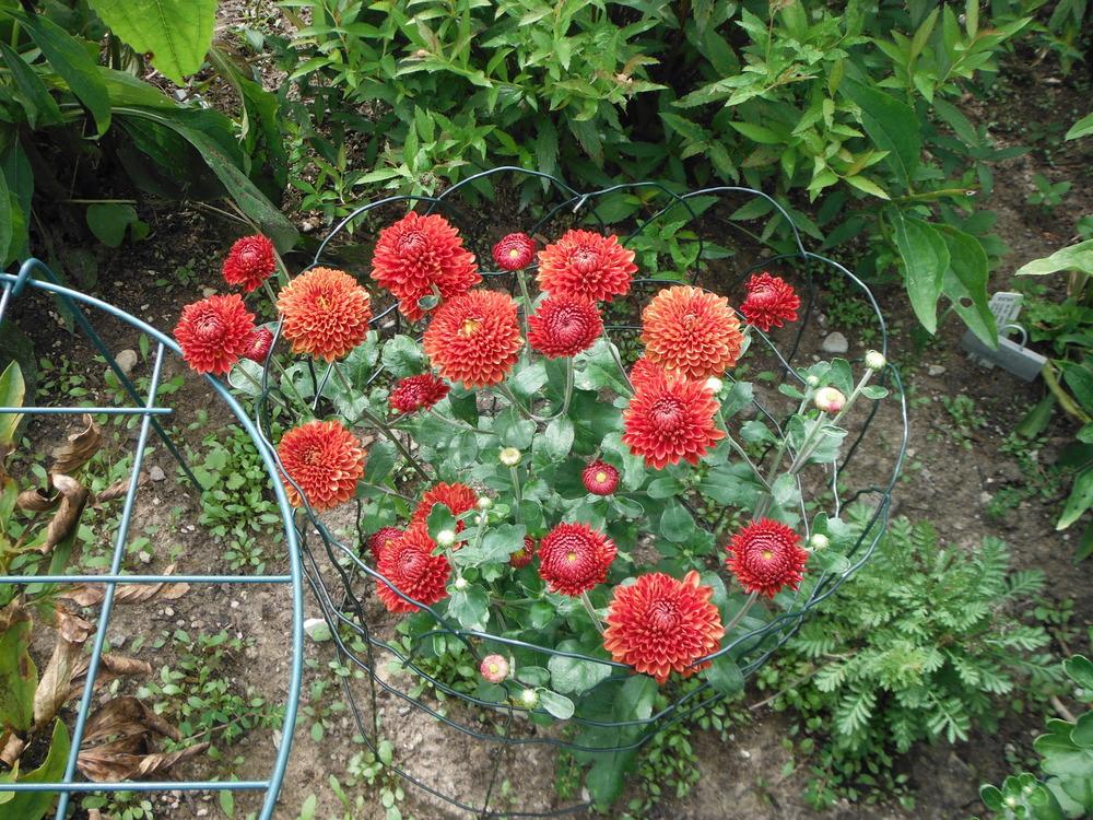Photo of Chrysanthemum 'Betty Lou' uploaded by jvdubb