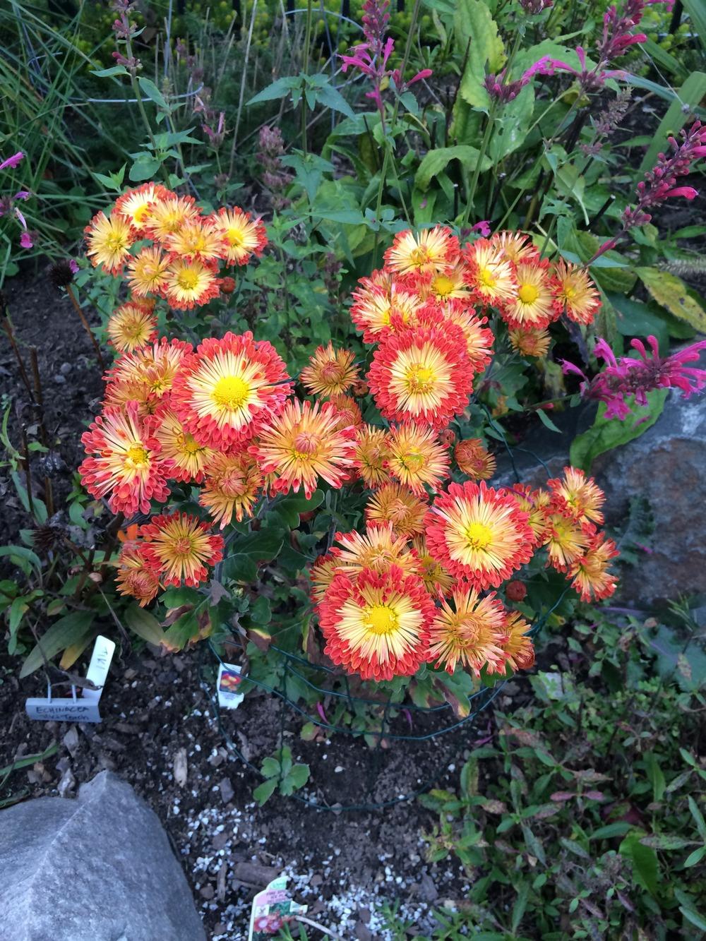 Photo of Garden Mum (Chrysanthemum 'Dolliette') uploaded by jvdubb