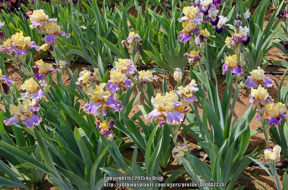 Photo of Tall Bearded Iris (Iris 'Waves of Joy') uploaded by ARUBA1334