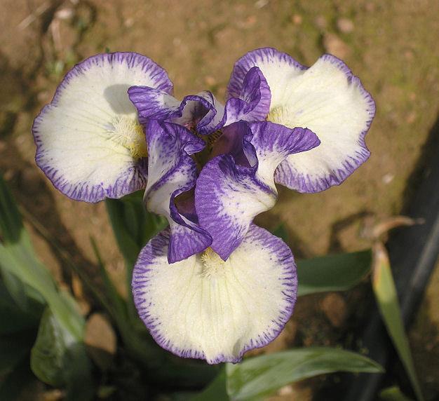 Photo of Standard Dwarf Bearded Iris (Iris 'Petite Ballerina') uploaded by Misawa77