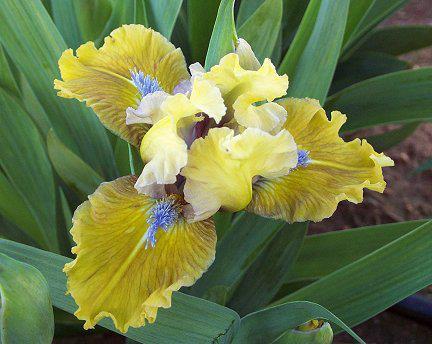 Photo of Standard Dwarf Bearded Iris (Iris 'Wild Passions') uploaded by Misawa77