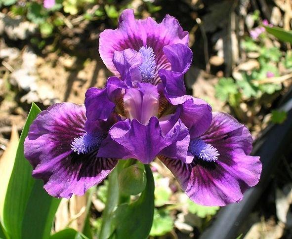 Photo of Standard Dwarf Bearded Iris (Iris 'Replicator') uploaded by Misawa77