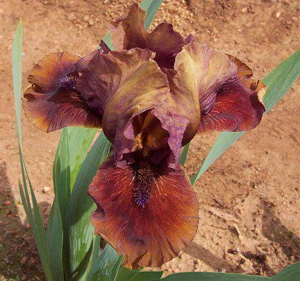 Photo of Standard Dwarf Bearded Iris (Iris 'Chocolate Swirl') uploaded by Misawa77