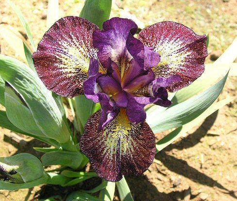 Photo of Standard Dwarf Bearded Iris (Iris 'Lee Park') uploaded by Misawa77