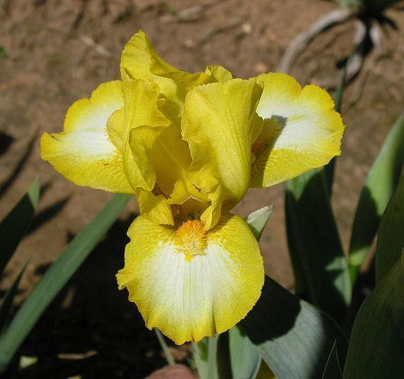 Photo of Standard Dwarf Bearded Iris (Iris 'Southern Exposure') uploaded by Misawa77