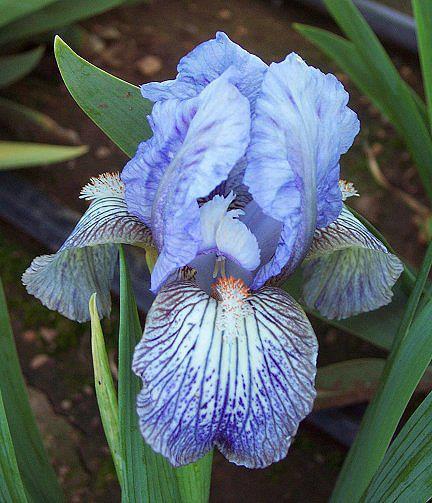 Photo of Standard Dwarf Bearded Iris (Iris 'Skyray') uploaded by Misawa77