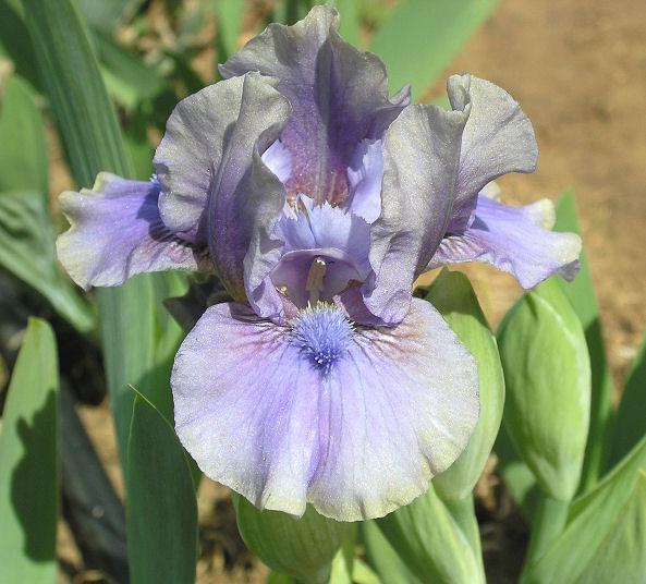 Photo of Standard Dwarf Bearded Iris (Iris 'Inner Space') uploaded by Misawa77