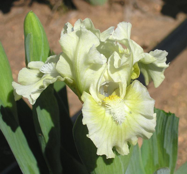 Photo of Standard Dwarf Bearded Iris (Iris 'Early Look') uploaded by Misawa77