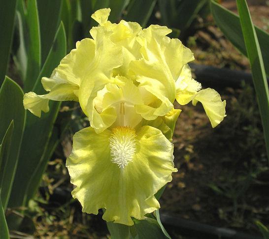 Photo of Standard Dwarf Bearded Iris (Iris 'Carmel Celeste') uploaded by Misawa77