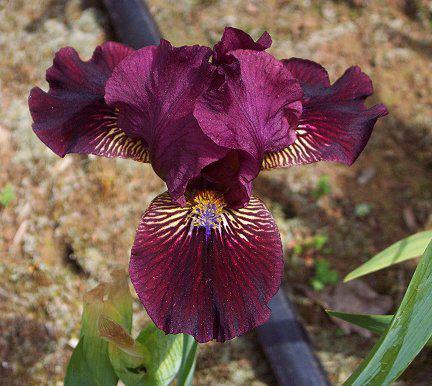 Photo of Standard Dwarf Bearded Iris (Iris 'Fancy Sparkler') uploaded by Misawa77