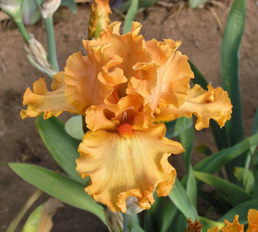 Photo of Tall Bearded Iris (Iris 'Molten Flame') uploaded by Misawa77