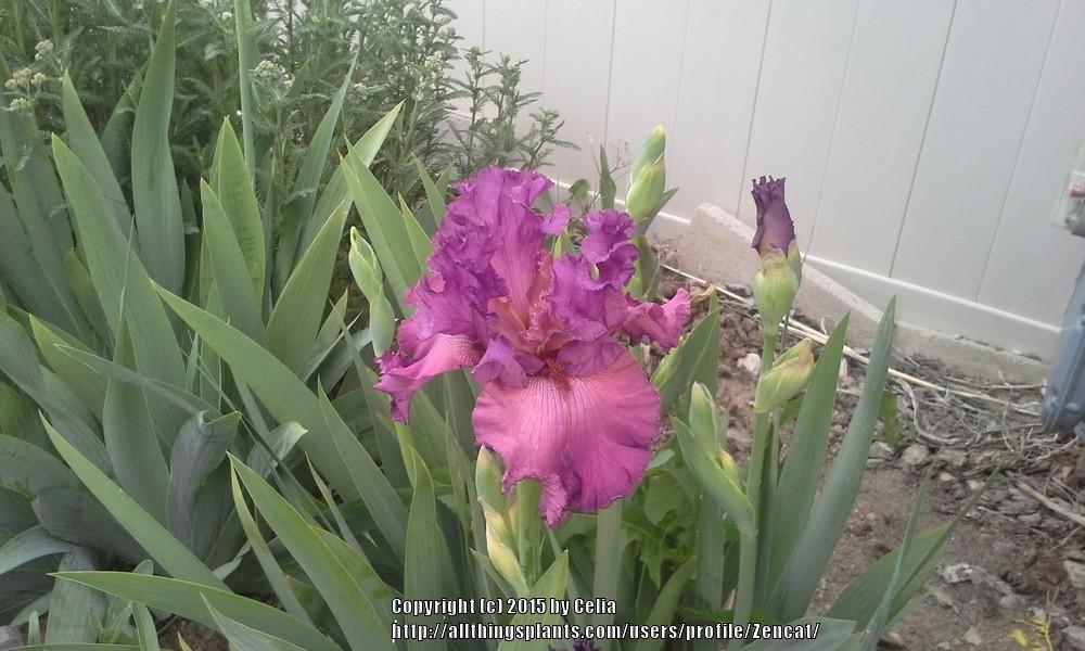 Photo of Tall Bearded Iris (Iris 'Ambroisie') uploaded by Zencat