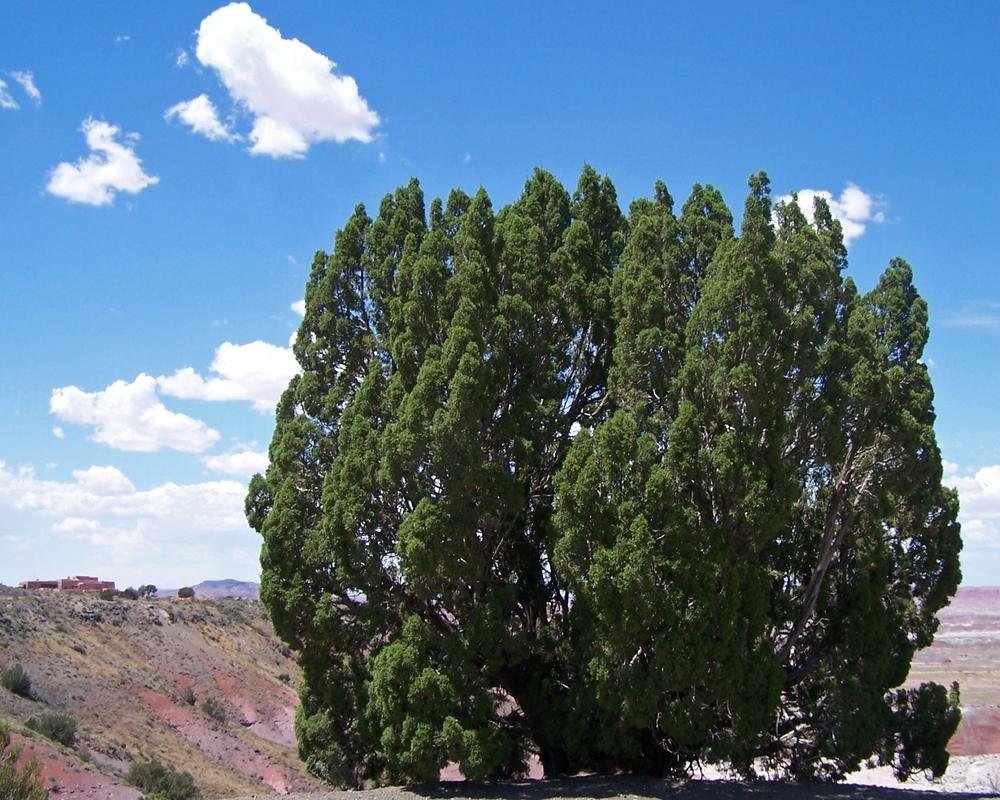 Photo of One Seed Juniper (Juniperus monosperma) uploaded by admin