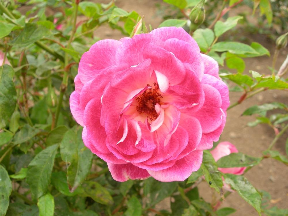 Photo of Rose (Rosa 'Brilliant Pink Iceberg') uploaded by admin
