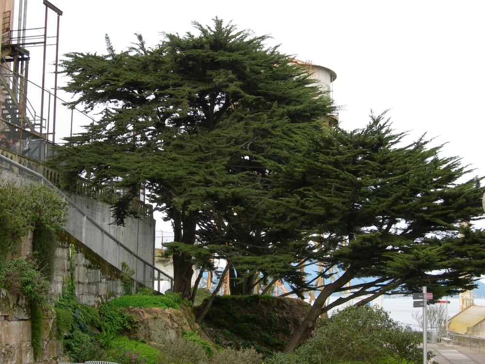 Photo of Monterey Cypress (Cupressus macrocarpa) uploaded by admin