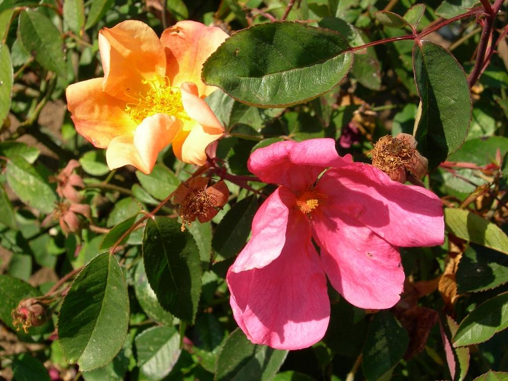 Photo of Rose (Rosa 'Mutabilis') uploaded by admin