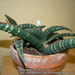 
Date: 2011-08-18
One of my absolute favourite sansevierias, I love the foliage at 