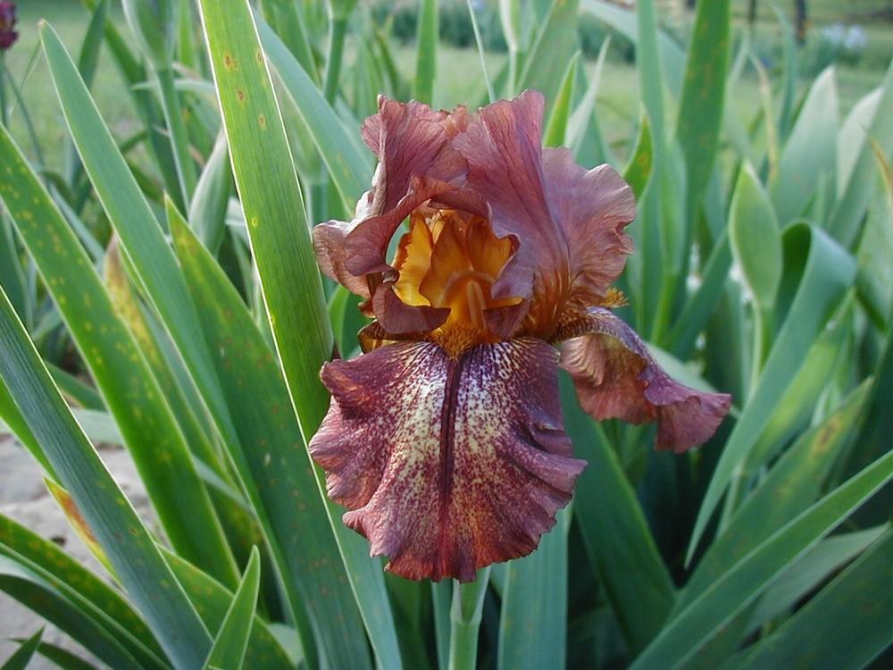 Photo of Tall Bearded Iris (Iris 'Lady Fire') uploaded by needrain