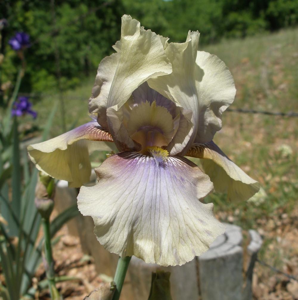Photo of Tall Bearded Iris (Iris 'Rain Forest') uploaded by needrain