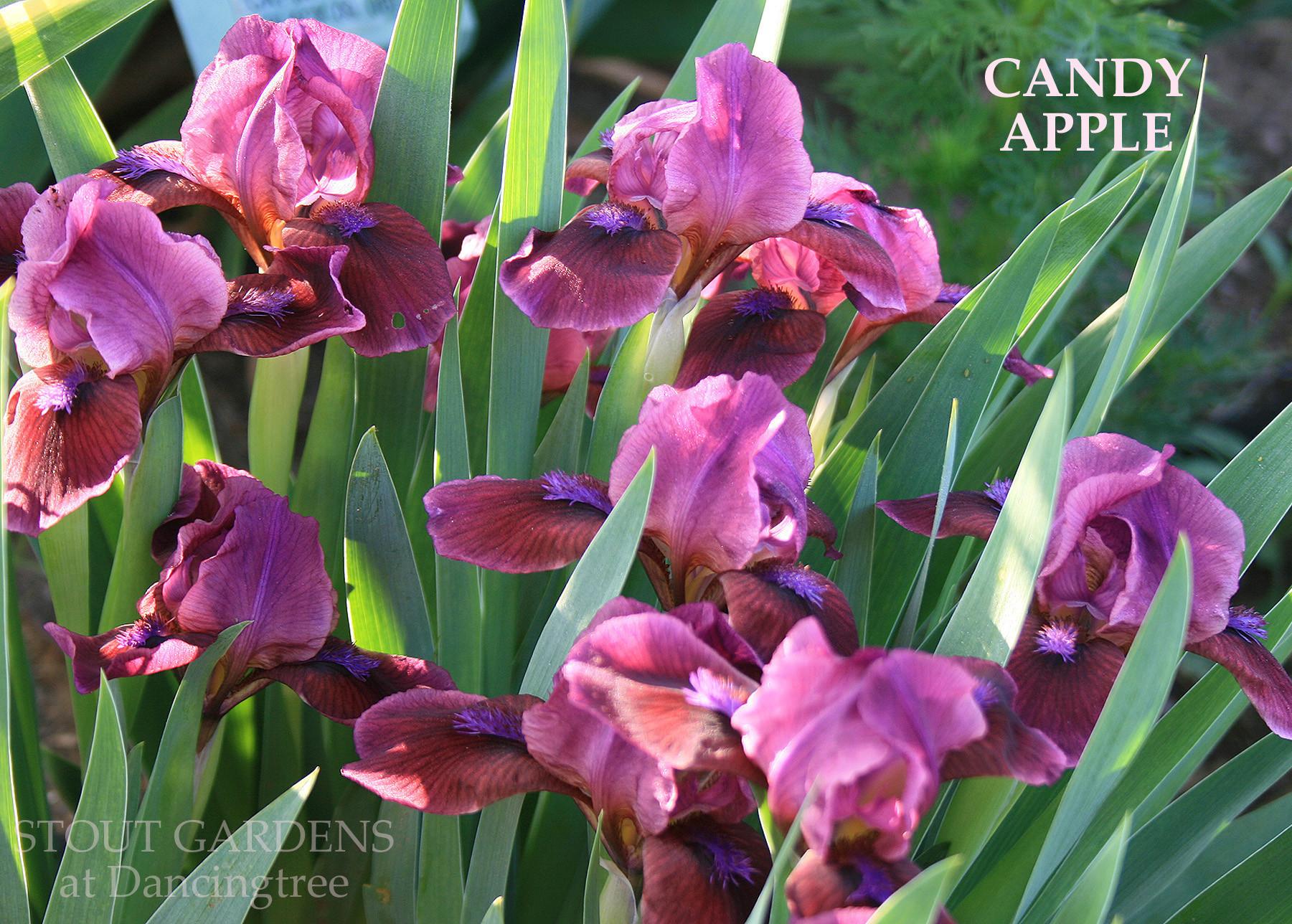 Photo of Standard Dwarf Bearded Iris (Iris 'Candy Apple') uploaded by Calif_Sue