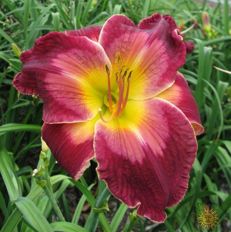 Photo of Daylily (Hemerocallis 'Queen Kong') uploaded by Calif_Sue