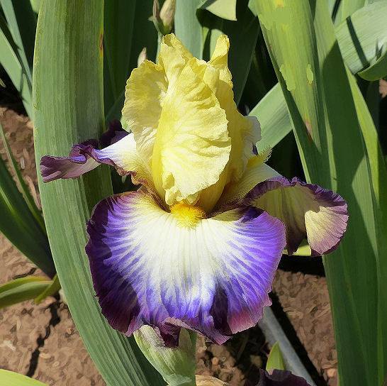 Photo of Tall Bearded Iris (Iris 'Point of No Return') uploaded by Misawa77