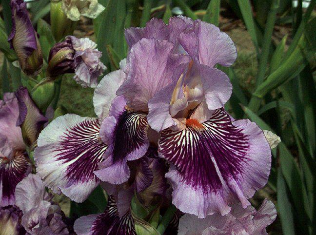 Photo of Tall Bearded Iris (Iris 'Plum Pretty Whiskers') uploaded by Misawa77