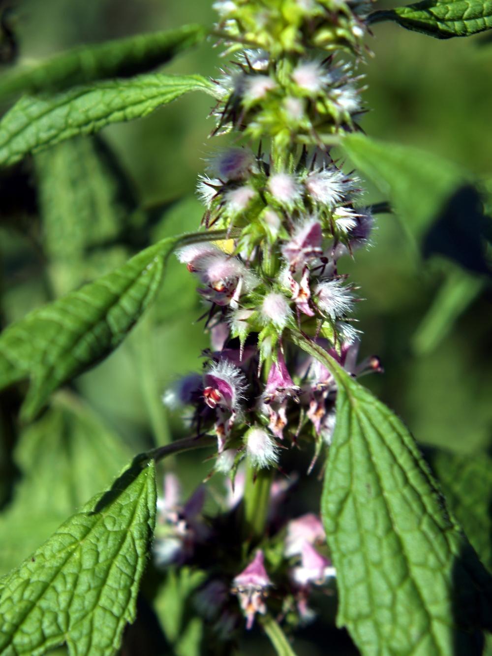 Photo of Field Mint (Mentha canadensis) uploaded by admin