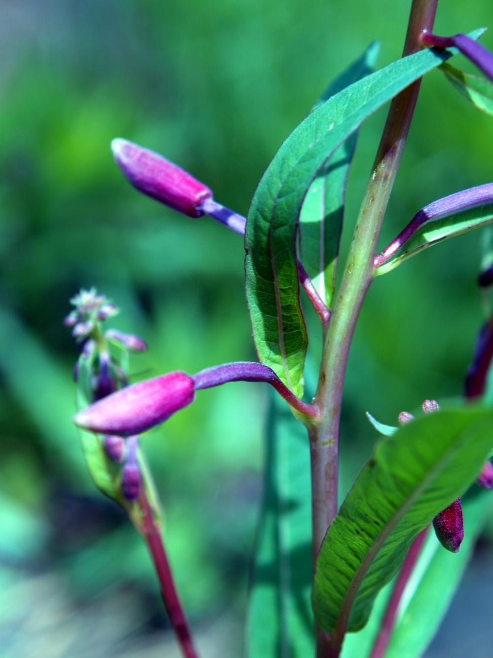 Photo of Fireweed (Chamaenerion angustifolium subsp. angustifolium) uploaded by admin