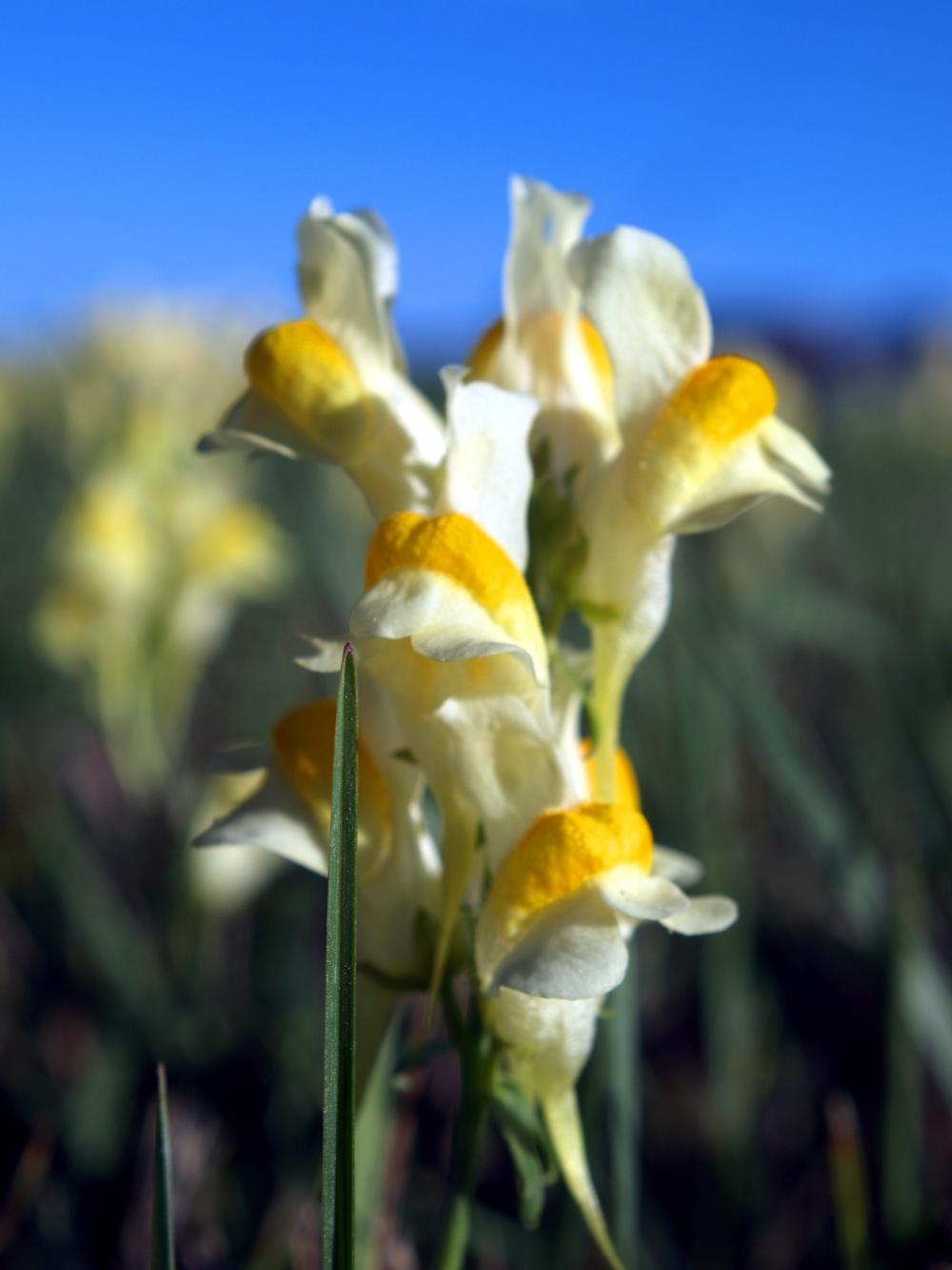 Photo of Butter And Eggs (Linaria vulgaris) uploaded by admin