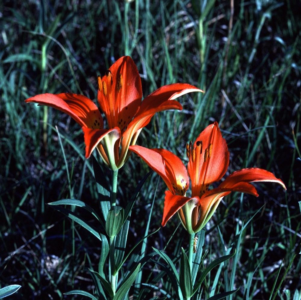 Photo of Wood Lily (Lilium philadelphicum) uploaded by admin