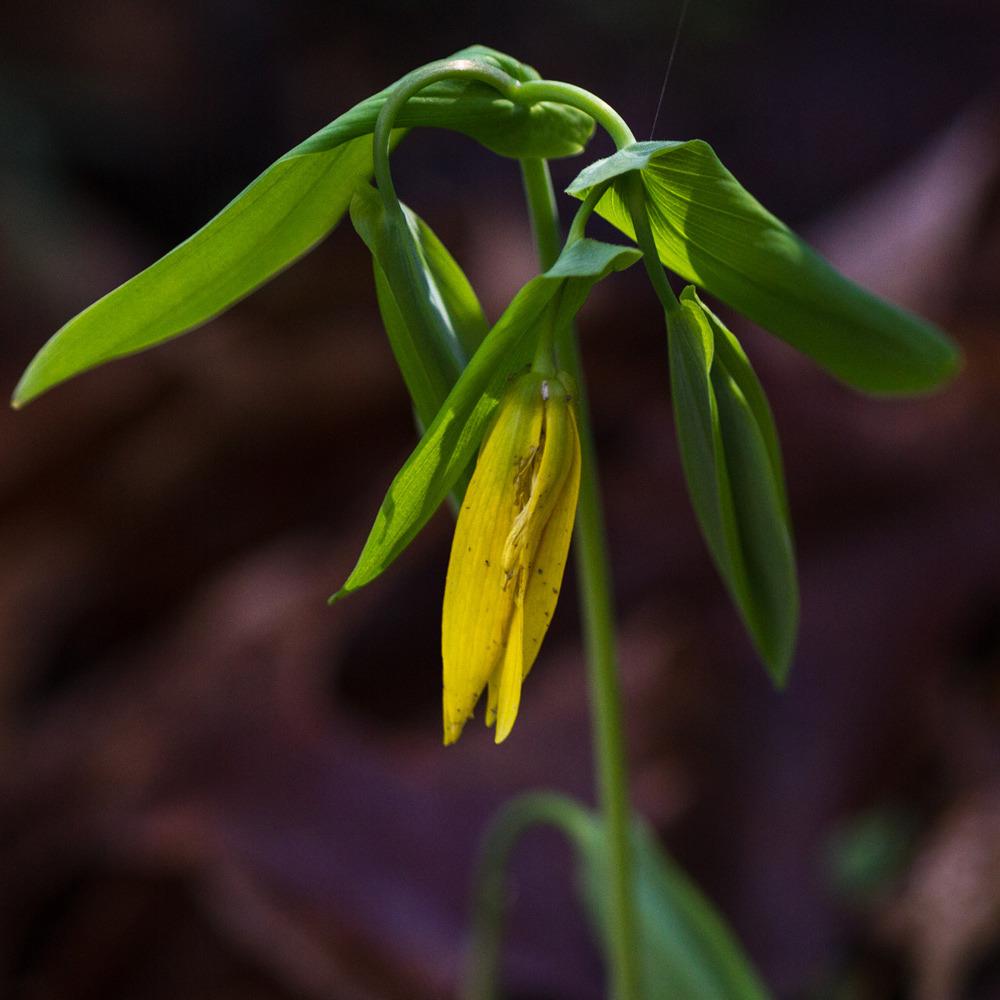 Photo of Large-flowered Bellwort (Uvularia grandiflora) uploaded by admin
