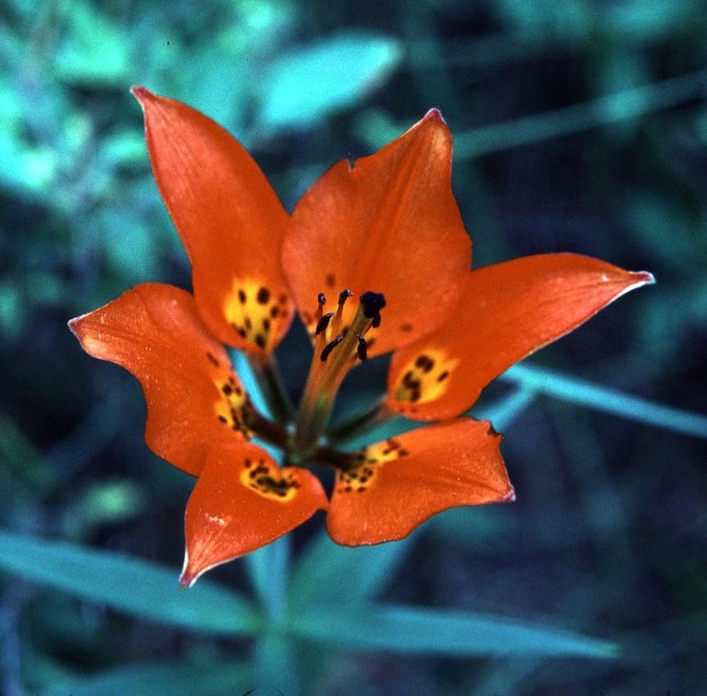 Photo of Wood Lily (Lilium philadelphicum) uploaded by admin