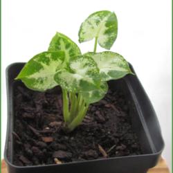 Location: Sebastian, Florida
Date: 2015-01-08
Recently purchased plant. This is teeny and adorable! Perfect for