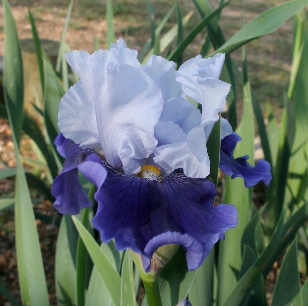 Photo of Border Bearded Iris (Iris 'Against the Tide') uploaded by needrain