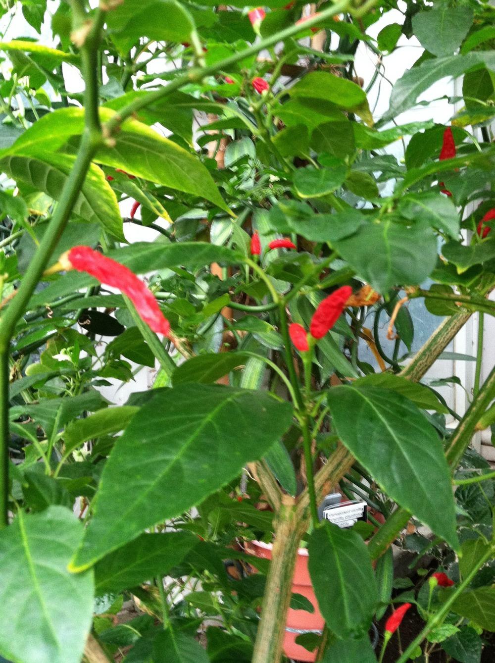 Photo of Pepper (Capsicum baccatum 'Aji Chirel') uploaded by Anderwood