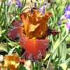 Photo courtesy of Superstition Iris Gardens, posted with permissi