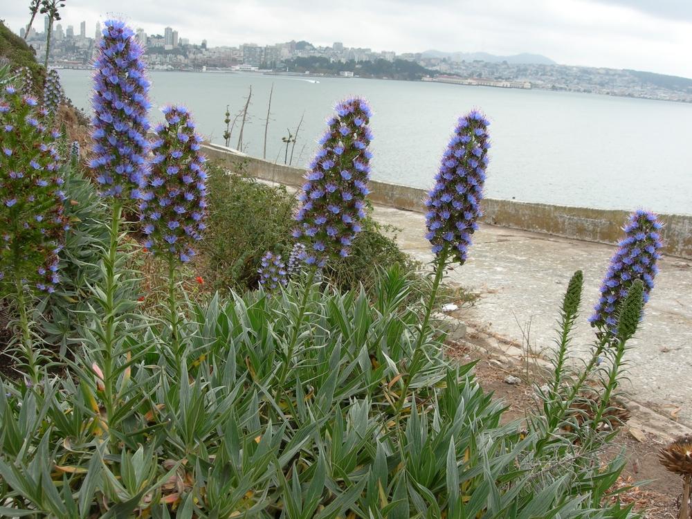 Photo of Pride of Madeira (Echium candicans) uploaded by admin