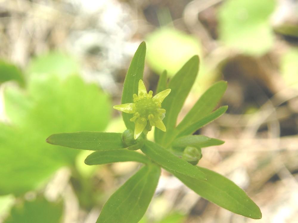 Photo of Small-flowered Buttercup (Ranunculus abortivus) uploaded by admin