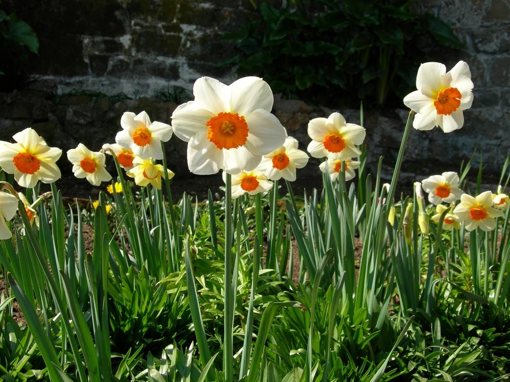 Photo of Small-Cupped Daffodil (Narcissus 'Barrett Browning') uploaded by admin