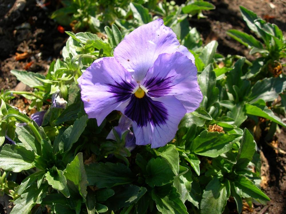 Photo of Pansy (Viola x wittrockiana) uploaded by admin