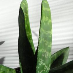 
Date: 2015-01-10
Very thick smooth leaves.