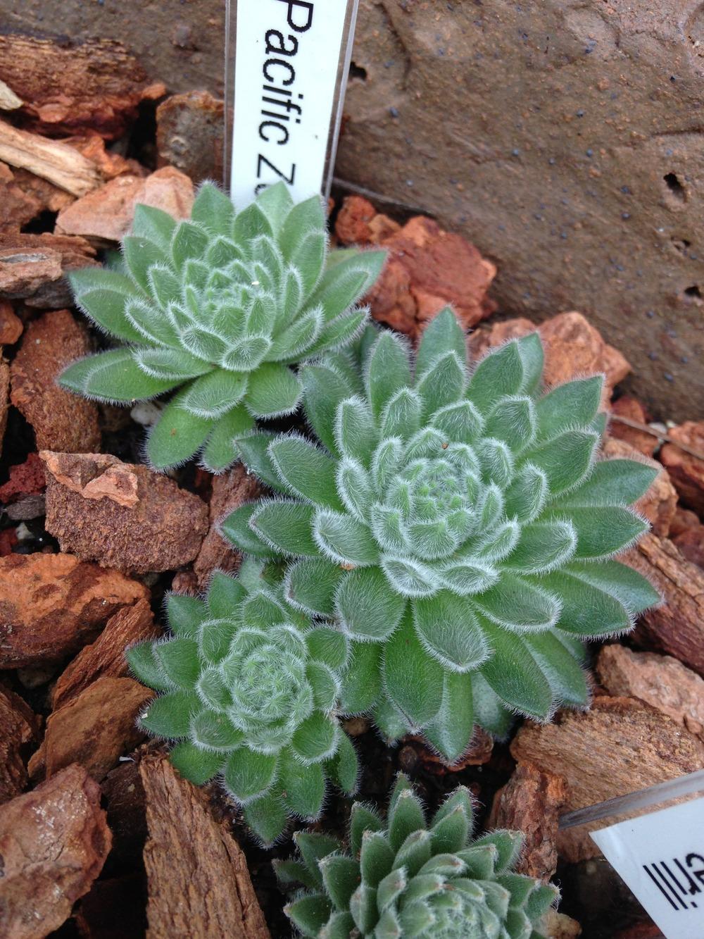 Photo of Hen and Chicks (Sempervivum 'Pacific Zoftic') uploaded by webesemps