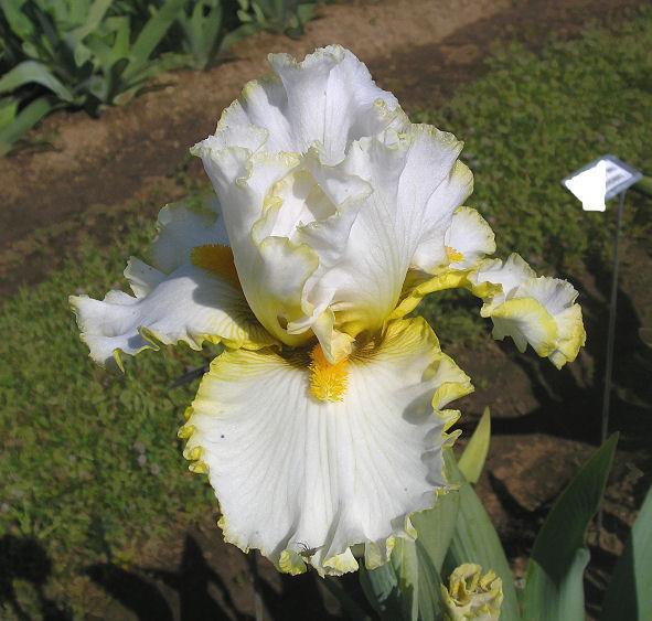 Photo of Tall Bearded Iris (Iris 'Stolen Sweets') uploaded by Misawa77